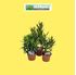 Foto de NERIUM OLEANDER (ADELFA )M14