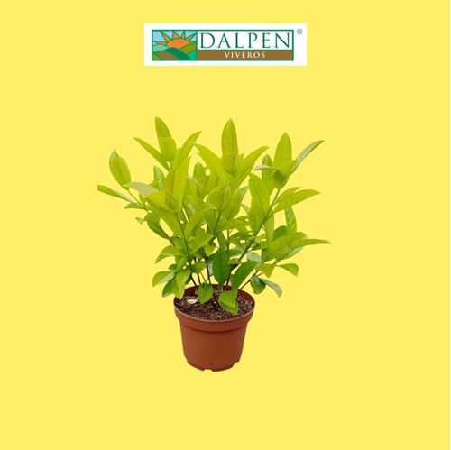 Foto de VIBURNUM LUCIDUM 5L