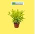 Foto de VIBURNUM LUCIDUM 5L