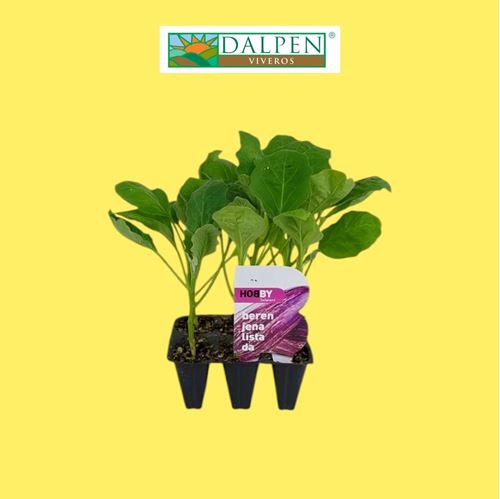 Foto de BERENJENA LISTADA-6UN