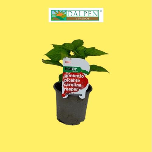 Foto de PIMIENTO CAROLINA REAPER-M11