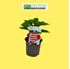 Foto de PIMIENTO CAROLINA REAPER-M11