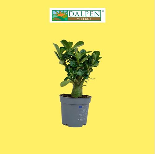 Foto de ROSA DEL DESIERTO - ADENIUM OBESUM