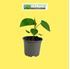 Foto de TOMATE DE ARBOL M10 / 4L