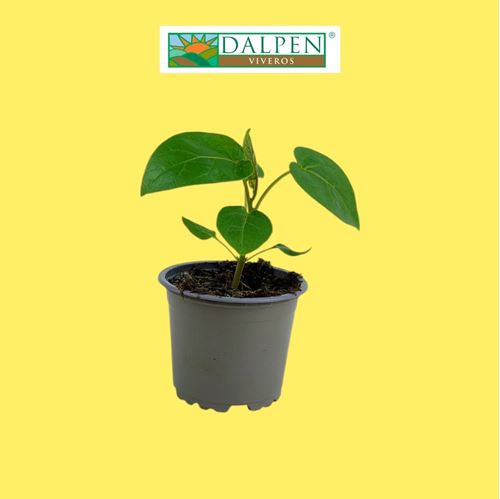 Foto de TOMATE DE ARBOL M10