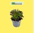 Foto de AEONIUM VARIADOS M8/M14