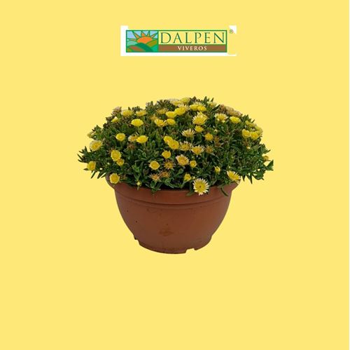 Foto de SEDUM TARRINA 3L