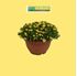 Foto de SEDUM TARRINA 3L