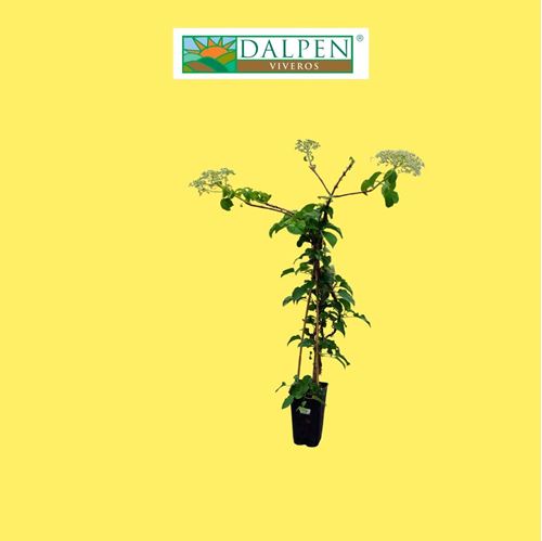 Foto de HORTENSIA PETIOLARIS 3L