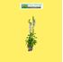 Foto de DIGITALIS  4L