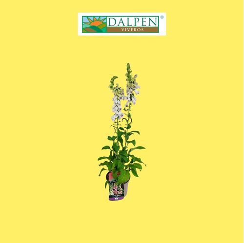 Foto de DIGITALIS PURPUREA 4L