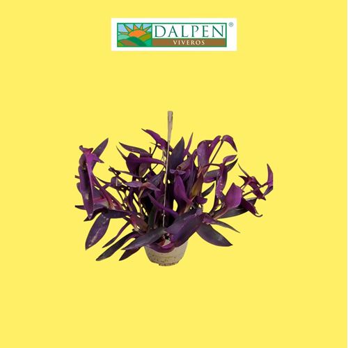 Foto de TRADESCANTIA PALLIDA PURPUREA M18