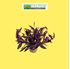 Foto de TRADESCANTIA PALLIDA PURPUREA M18
