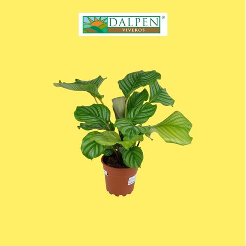 Foto de CALATHEA  ORBIFOLIA M14