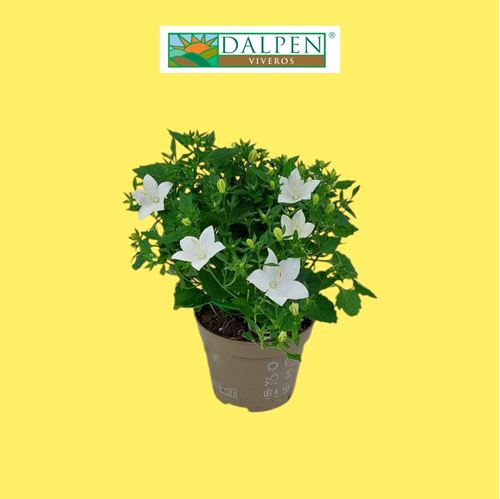 Foto de CAMPANULA M13