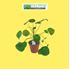Foto de PILEA PEPEROMIOIDES M12