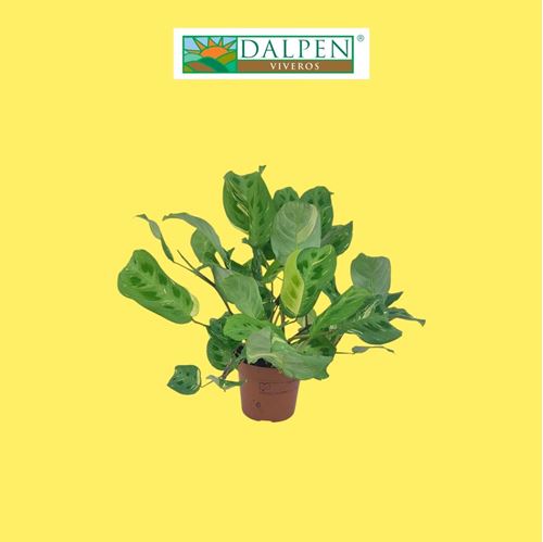 Foto de MARANTA LEUCONEURA M12