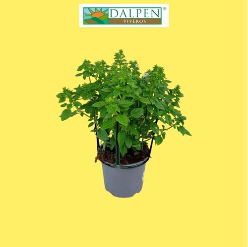 Foto de ALBAHACA HOJA PEQUEÑA M13