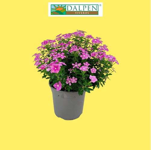 Foto de CATHATANTHUS SOIREÉ M17