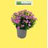 Foto de VINCA CATHARANTHUS SOIREÉ M17