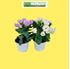 Foto de LISIANTHUS M12