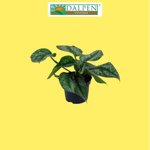 Foto de SCINDAPSUS SILVERY M12