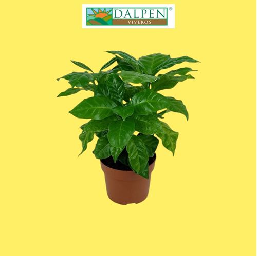 Foto de PLANTA DE CAFE M12