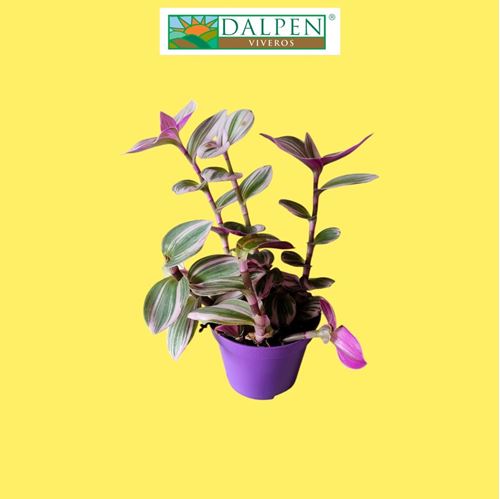 Foto de TRADESCANTIA NANOUK M8