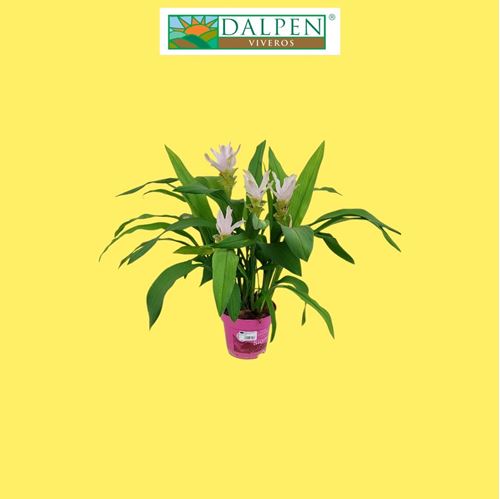 Foto de CURCUMA LONGA M13