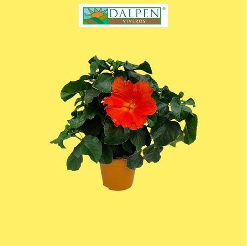 Foto de HIBISCUS ROSA SINENSIS M13 / M19