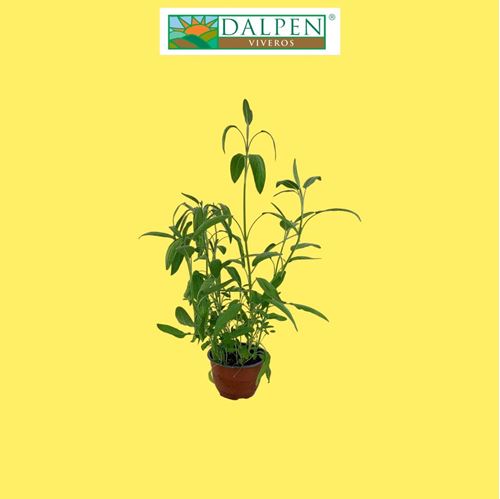 Foto de SALVIA OFFICINALIS M10,5-M13-T15
