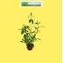 Foto de SALVIA OFFICINALIS M10,5-M13-T15