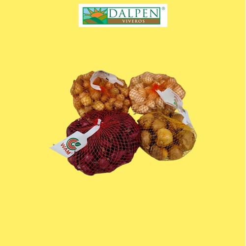 Foto de BULBOS CEBOLLA SIEMBRA 500G