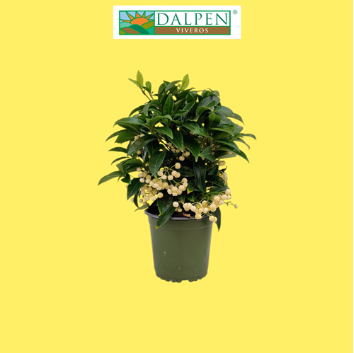 Foto de ARDISIA WHITE M14