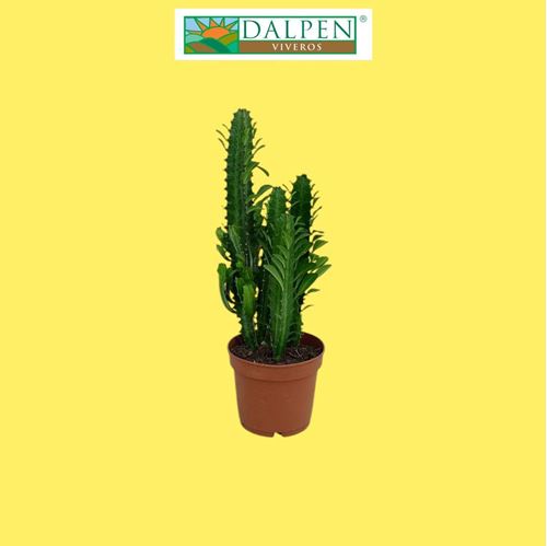 Foto de EUPHORBIA TRIGONA M12