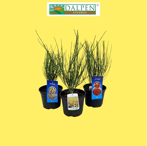 Foto de CYTISUS 2,5L