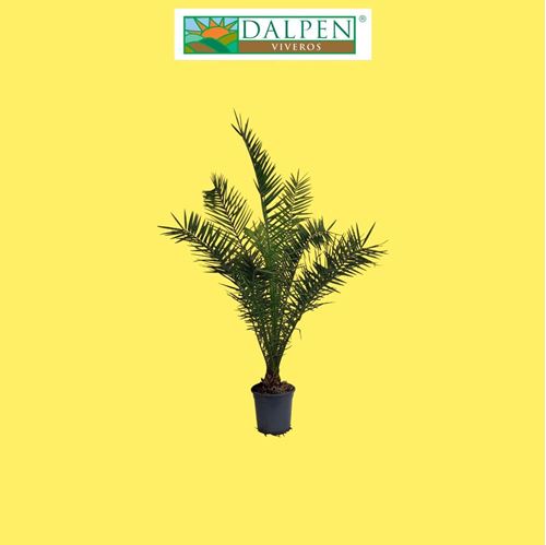 Foto de PALMERA CANARIA (PHOENIX CANARIENSIS)