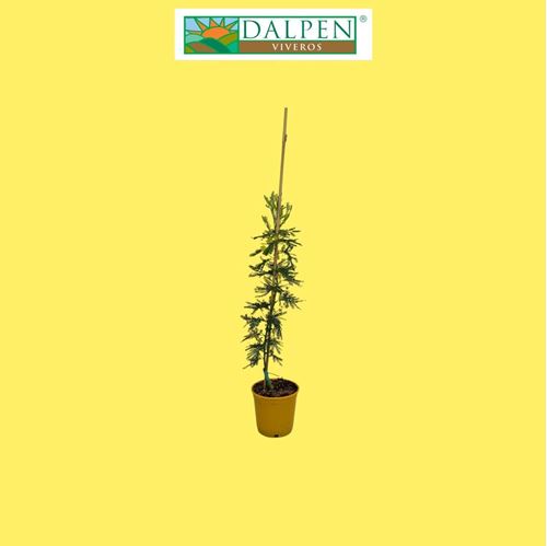 Foto de MIMOSA INJERTADA (ACACIA DEALBATA)