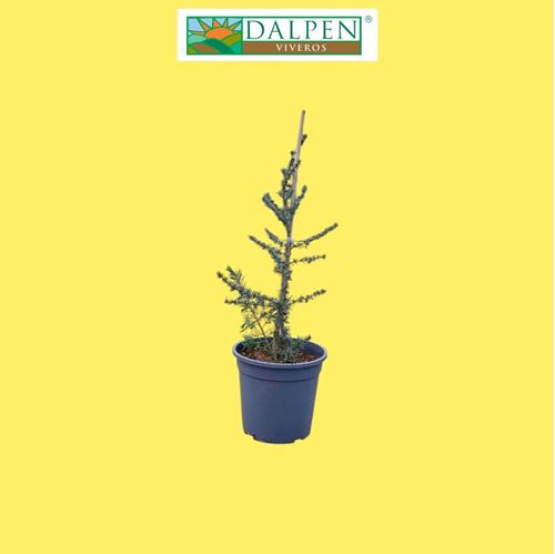 Foto de CEDRO ATLANTICA GLAUCA