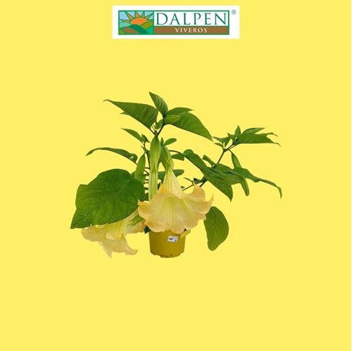 Foto de BRUGMANSIA M19