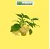 Foto de BRUGMANSIA M19